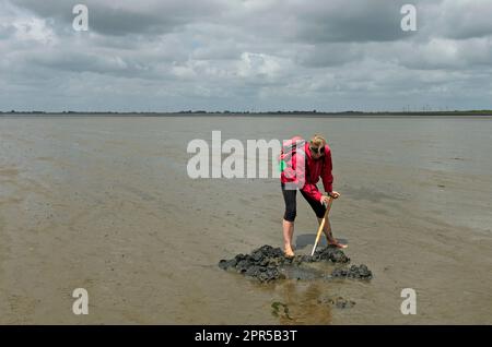 Biologe, der im Wattenmeer der Nordsee in Schleswig-Holstein nach Lehmwürmern, Muscheln und anderen Kleintieren gräbt Stockfoto