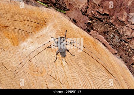 Timberman Beetle (Acanthocinus aedilis) on Dead scots Pine, Glen Affric NNR, Inverness-shire, Schottland, Mai 2009 Stockfoto