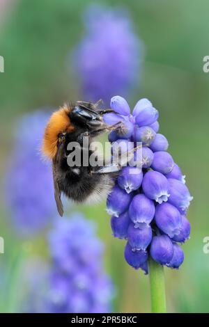 Tree Bumblebee (Bombus hypnorum) on Grape hyacinth (Muscari armeniacum) in Garden, Berwickshire, Scottish Borders, Schottland, April 2021 Stockfoto