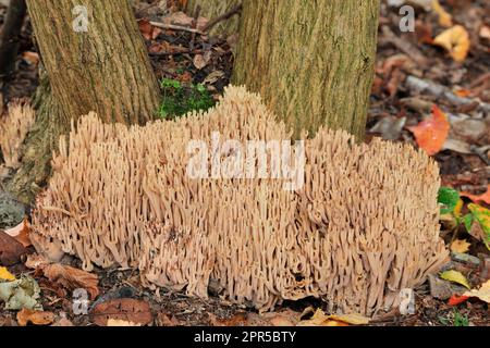 Aufrechter Korallenpilz (Ramaria stricta), der am Fuße eines Berberis-Buschstiels in Sträuchern im öffentlichen Park in Edinburgh, Schottland, wächst Stockfoto