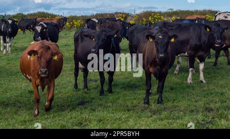 Ein paar hornlose Kühe auf der grünen Weide einer irischen Viehzucht an einem Sommerabend. Schwarze und braune Kühe auf grünem Feld Stockfoto