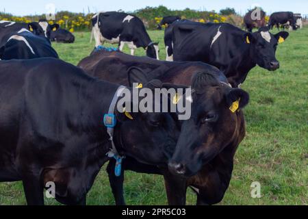 Ein paar hornlose Kühe auf der grünen Weide einer irischen Viehzucht an einem Sommerabend. Schwarze Kühe auf grünem Grasfeld Stockfoto