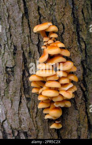 Samt-Shank-Pilze/Winter-Pilze (Flammulina velutipes), die im Winter auf Asche (Fraxinus excelsior) wachsen, Berwickshire, Schottische Grenzen Stockfoto