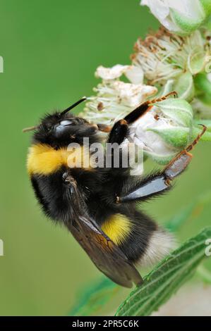 Northern White-Tailed Bumblebee (Bombus magnus) Queen, die sich am frühen Abend auf Bromble ruht/ruht, Aigas Field Studies Centre. Stockfoto