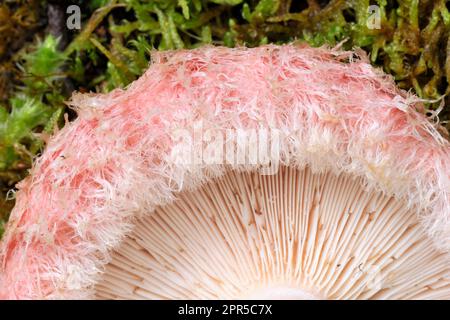 Woolly Milk-Cap Pilze (Lactarius torminosus) Nahaufnahme der Unterseite eines nach oben gedrehten Exemplars, Inverness-shire, Schottland, Juli 2016 Stockfoto