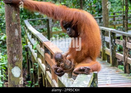 Mutter Orang-Utan mit verspieltem Jungen. Sepilok Orangutan Rehabilitation Center, Sandakan, Sabah, Borneo, Malaysia. Stockfoto