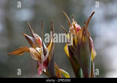 Verwelkte Tulpen mit trockenen Blättern und rosa Blütenblättern Stockfoto