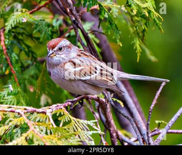 Der Spatzen liegt auf einem Zedernzweig in seiner Umgebung und seinem Lebensraum mit grünem Hintergrund. Spatz-Bild. Stockfoto