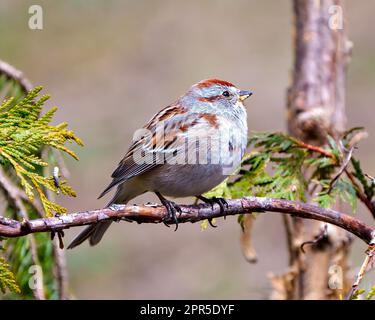 Spatzen, hoch oben auf einem Zedernzweig gelegen, mit seitlichem Blickwinkel in seiner Umgebung und Umgebung. Spatz-Bild. Stockfoto