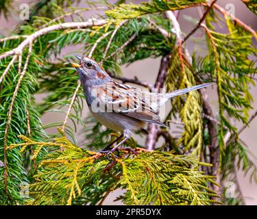 Spatzen, hoch oben auf einem Zedernzweig, mit gespreizten Flügeln und mit offenem Schnabel gesungen, in seiner Umgebung und Umgebung. Spatz-Bild. Stockfoto