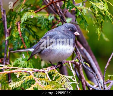 Junco aus nächster Nähe mit einem Nadelwaldhintergrund in seiner Umgebung und seinem Lebensraum, dem dunklen Junco. Stockfoto