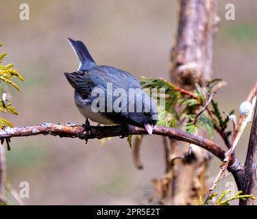 Nahaufnahme von Junco mit einem weichen braunen Hintergrund in der Umgebung und dem Lebensraum um Junco, Dark-Eye. Stockfoto