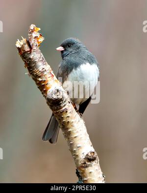 Nahaufnahme von Junco hoch oben auf einem Birkenzweig mit weichem, unscharfem Hintergrund in seiner Umgebung und seinem Lebensraum, der dunkle Junco. Stockfoto