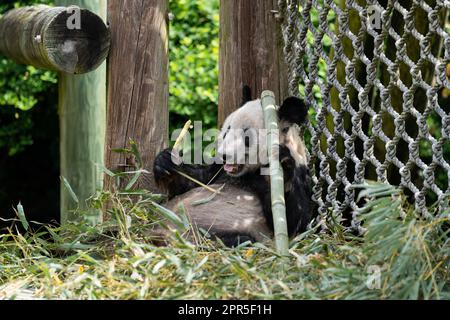 Memphis. 25. April 2023. Dieses Foto wurde am 25. April 2023 aufgenommen und zeigt den riesigen Panda Ya Ya im Memphis Zoo in Memphis, USA. Der weibliche Riesenpanda Ya Ya verließ den Zoo von Memphis am Mittwochmorgen für einen Rückflug nach China.Ya Ya Abflug erfolgte nach 20 Jahren Aufenthalt im Zoo in Memphis, Tennessee. Wie von der chinesischen und der US-amerikanischen Seite vereinbart, wird sie in ein Flugzeug nach Shanghai steigen. Kredit: Liu Jie/Xinhua/Alamy Live News Stockfoto