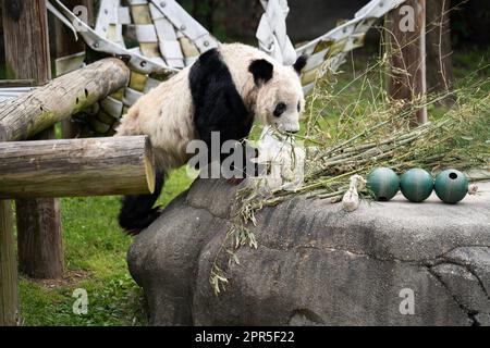 Memphis. 25. April 2023. Dieses Foto wurde am 25. April 2023 aufgenommen und zeigt den riesigen Panda Ya Ya im Memphis Zoo in Memphis, USA. Der weibliche Riesenpanda Ya Ya verließ den Zoo von Memphis am Mittwochmorgen für einen Rückflug nach China.Ya Ya Abflug erfolgte nach 20 Jahren Aufenthalt im Zoo in Memphis, Tennessee. Wie von der chinesischen und der US-amerikanischen Seite vereinbart, wird sie in ein Flugzeug nach Shanghai steigen. Kredit: Liu Jie/Xinhua/Alamy Live News Stockfoto