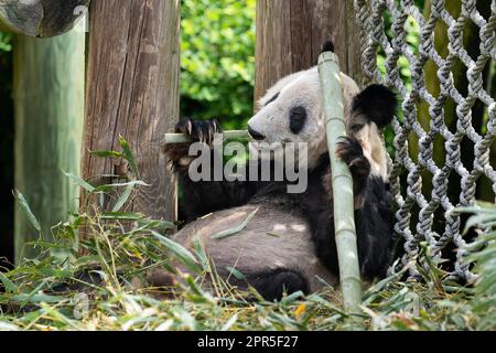 Memphis. 25. April 2023. Dieses Foto wurde am 25. April 2023 aufgenommen und zeigt den riesigen Panda Ya Ya im Memphis Zoo in Memphis, USA. Der weibliche Riesenpanda Ya Ya verließ den Zoo von Memphis am Mittwochmorgen für einen Rückflug nach China.Ya Ya Abflug erfolgte nach 20 Jahren Aufenthalt im Zoo in Memphis, Tennessee. Wie von der chinesischen und der US-amerikanischen Seite vereinbart, wird sie in ein Flugzeug nach Shanghai steigen. Kredit: Liu Jie/Xinhua/Alamy Live News Stockfoto