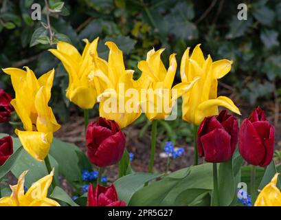 Tulipa Jan Reus (rot) West Point (gelb) Stockfoto