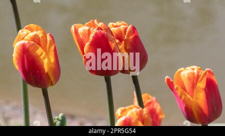 Tulipa Brown Sugar Stockfoto