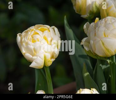 Tulipa „Flaming Evita“ Stockfoto