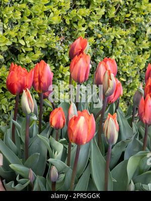 Tulipa Hermitage Stockfoto