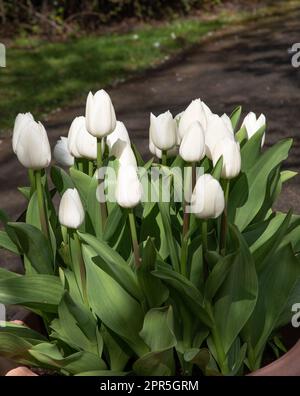 Tulpe Königliche Jungfrau Stockfoto