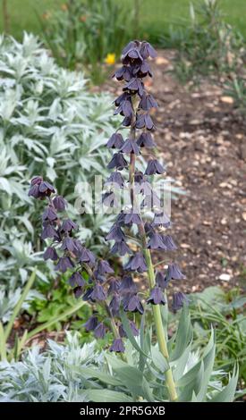 Fritillaria persica Stockfoto