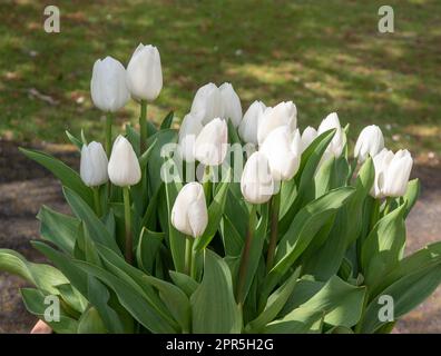 Tulipa „Königliche Jungfrau“ Stockfoto