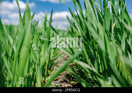 Grüne Winterweizensprossen auf dem Feld. Nahaufnahme. Stockfoto