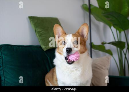 Porträt des wunderschönen walisischen Pembroke Corgi mit einem pinkfarbenen Spielzeug im Mund. Hund mit Spielzeug, der auf einer grünen Couch sitzt Stockfoto