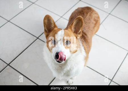 Der süße walisische Pembroke Corgi leckt sich die Nase. Hund mit ausgestreckter Zunge. Die Zunge ragt heraus. Stockfoto