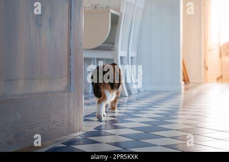 Wenn die Tür offen ist. Calico-Katze kommt in die Küche. Geschichtenerzählen. Stockfoto
