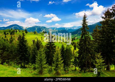Der Pinienwald ist in den hohen Bergen. Stockfoto