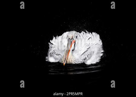 Wunderschöner weißer Pelikan-Vogel schwimmt in Spritzer und Tropfen Wasser auf einem schwarzen See Stockfoto