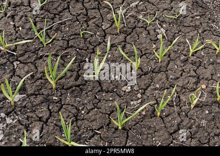 Zwiebeln wachsen auf gerissenem, trockenem Boden in einem Gartenbeet. Stockfoto