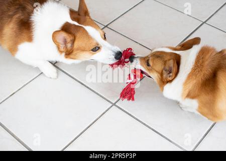 Zwei walisische Pembroke Corgies spielen Tauziehen. Hunde spielen. Stockfoto