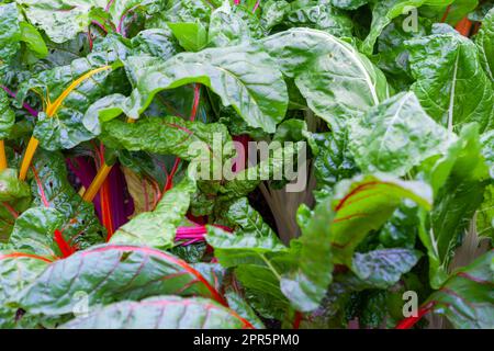 Rainbow Chard (Beta vulgaris) im Gebiet Allotment in RHS Rosemoor, Devon, Vereinigtes Königreich Stockfoto