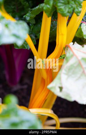 Nahaufnahme von Swiss Chard „Bright Yellow“ (Beta vulgaris) im Zuteilungsbereich, RHS Rosemoor, Devon, Großbritannien Stockfoto