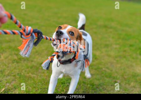 Ein Beagle-Hund zieht an einem Seil und spielt mit seinem Meister Tauziehen. Ein Hund spielt Tauziehen mit einem Seil. Spielerischer Hund mit Spielzeug. Tauziehen zwischen Meister und Meister Stockfoto