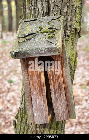 Verlassenes und zerstörtes Vogelhaus auf einem Baum im Park. Stockfoto