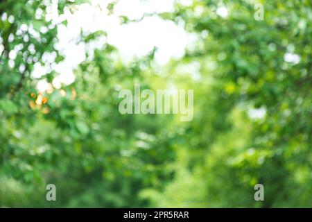 Grüner Baum auf unscharfem Hintergrund mit wunderschönem Bokeh und Kopierbereich Stockfoto