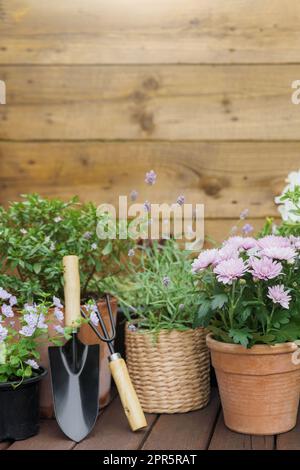 Verschiedene blühende Topfblumen und Kräuter, Gartengeräte und Werkzeuge Stockfoto