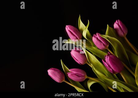 Ein Haufen lila frische Tulpen Stockfoto