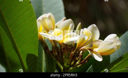 Weiße und gelbe Plumeria Blüten Büschel blühen aus nächster Nähe Stockfoto