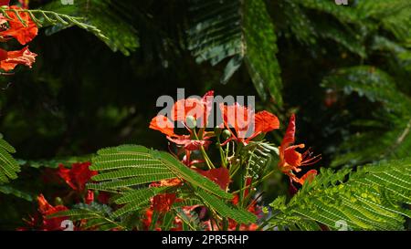 Schöner Zweig roter Blumen Flammenbaum (Delonix regia) im Juni Royal Poinciana, extravaganter, großer Laubbaum Stockfoto