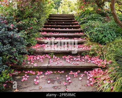 Die Gartentreppe ist mit rosa gefallenen Blütenblättern bedeckt Stockfoto
