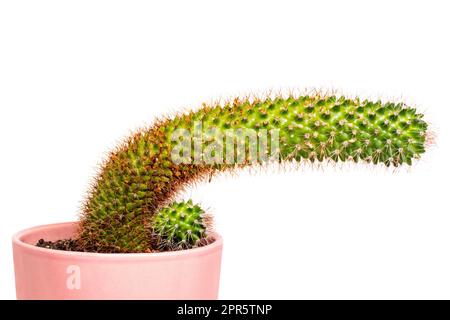 Kaktus isoliert. Nahaufnahme eines grossen und eines kleinen Kinderkaktus mit langen Dornen in einem rosafarbenen Keramiktopf isoliert auf weißem Hintergrund. Sukkulenten. Makro. Stockfoto