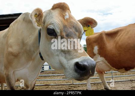 Kuhkopf und Schultern von Guernsey Stockfoto