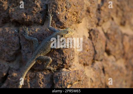 Gemeiner Agama Agama Agama an der Wand. Stockfoto