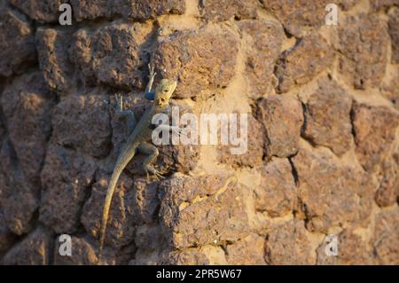 Gemeiner Agama Agama Agama an der Wand. Stockfoto