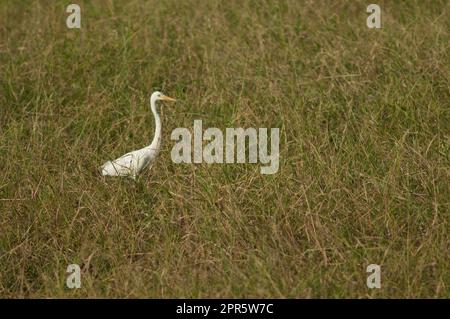 Ardea intermedia intermedia im Weideland. Stockfoto